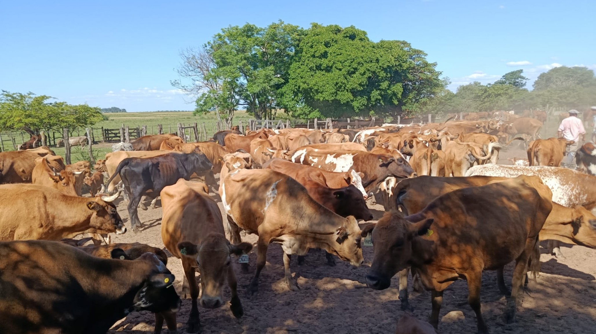 Al rescate del Bovino Criollo