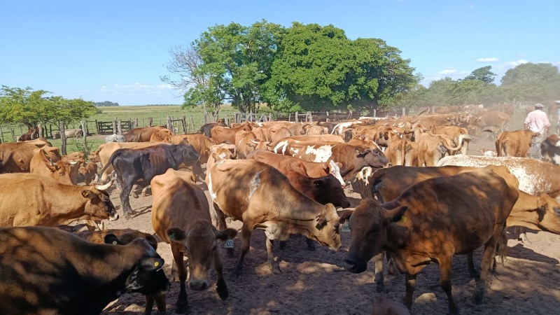 Al rescate del Bovino Criollo