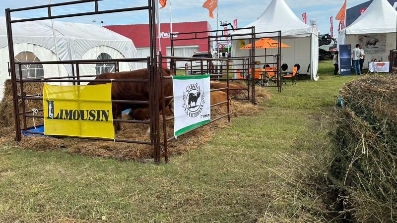 Limousin mostrará sus atributos para producir carne