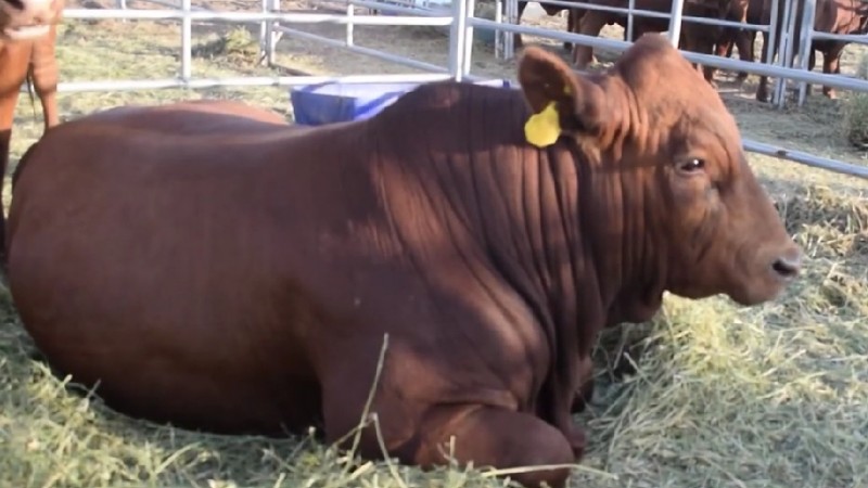 De Sudáfrica a Argentina: el resultado de la genética adaptada