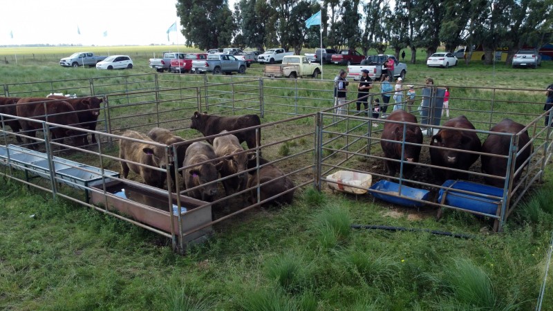 "El Campito": Shorthorn para carne de excelencia