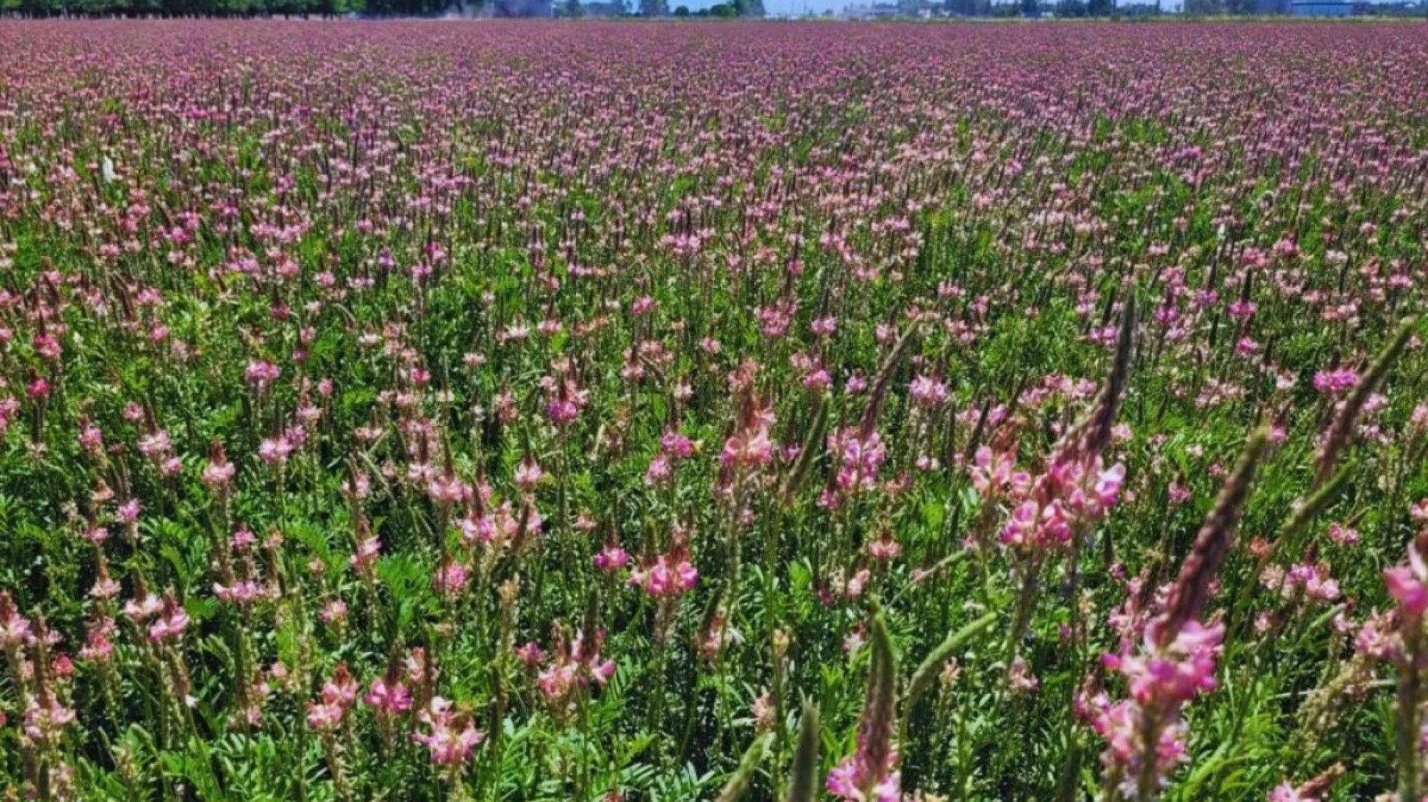 Austral INTA: el sainfoin argentino