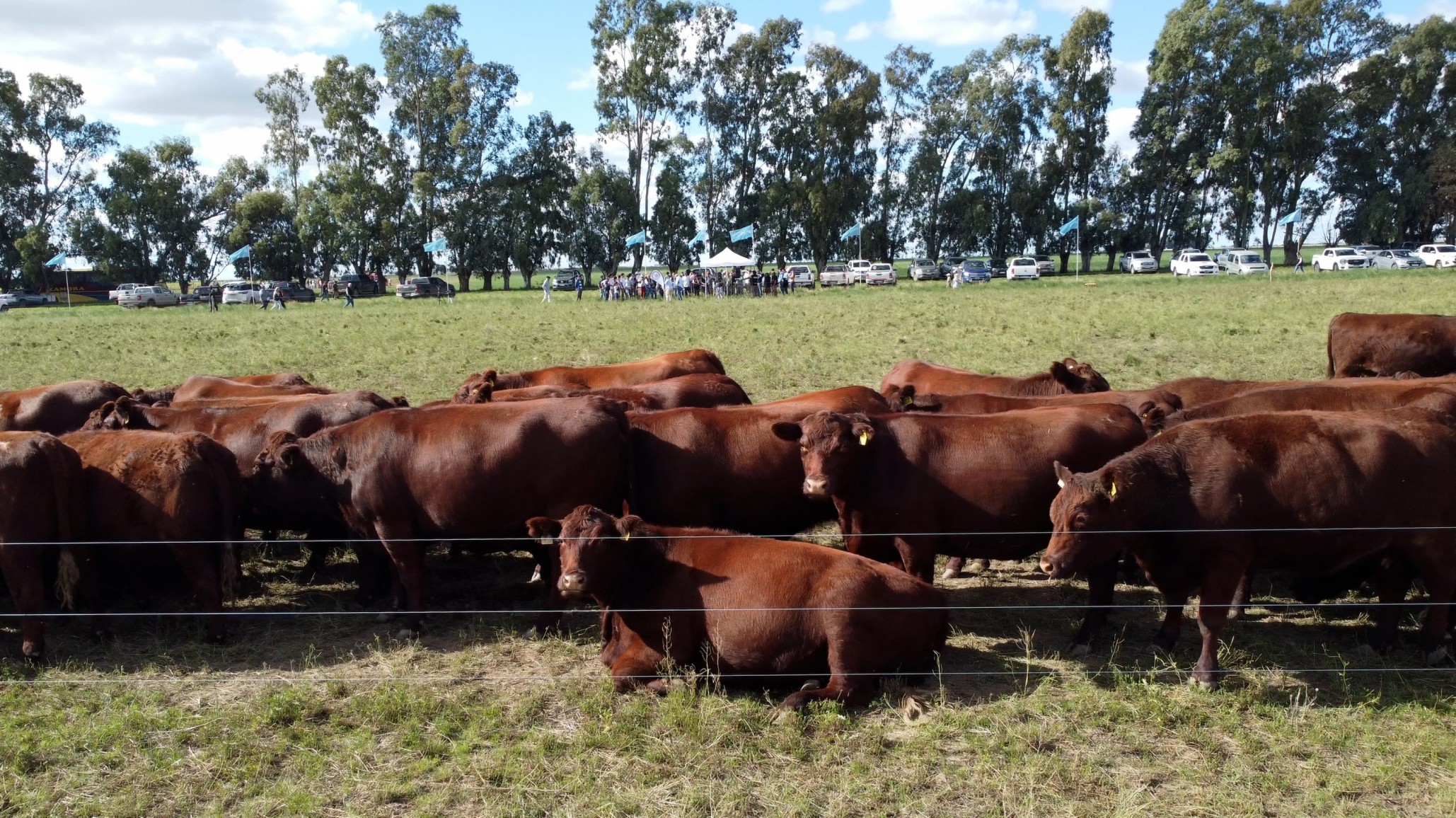 Sainfoin: mejora la productividad y reduce emisiones
