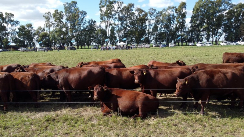 Sainfoin: mejora la productividad y reduce emisiones