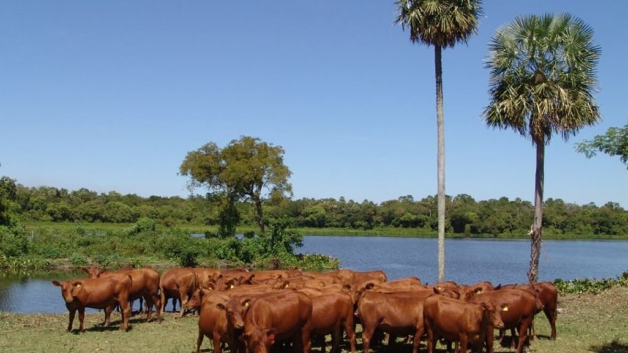 Senepol: la raza "sin pelo" que se adapta al calor