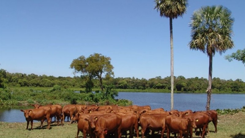 Senepol: la raza "sin pelo" que se adapta al calor